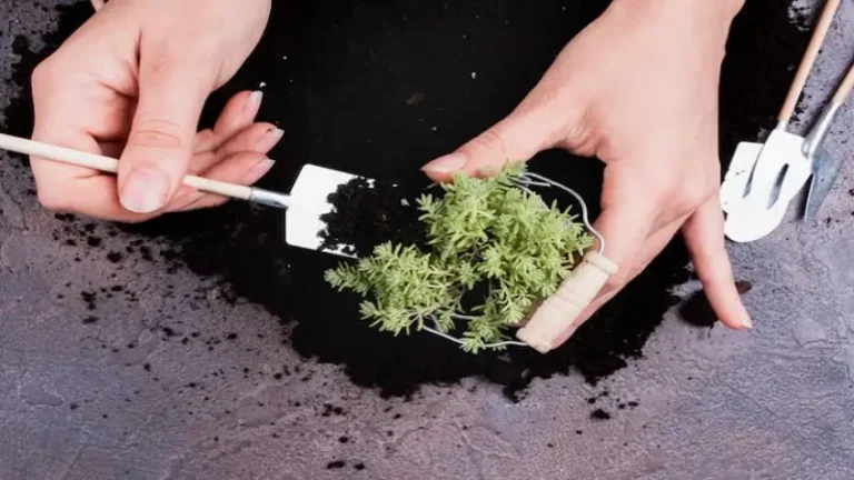 Moss
